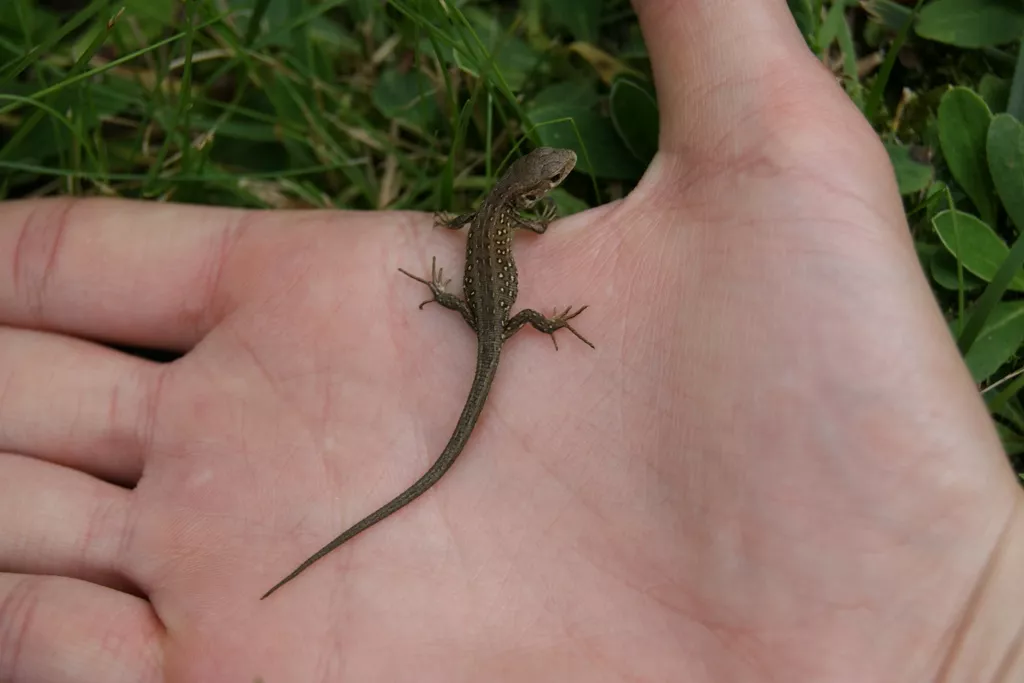 swd rescues 14 spiny tailed lizards swd rescues 14 spiny tailed lizards