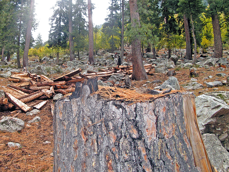 the forest department sits idle even though it is responsible for protecting 148 000 acres of forest land in swat photo sherinzada express