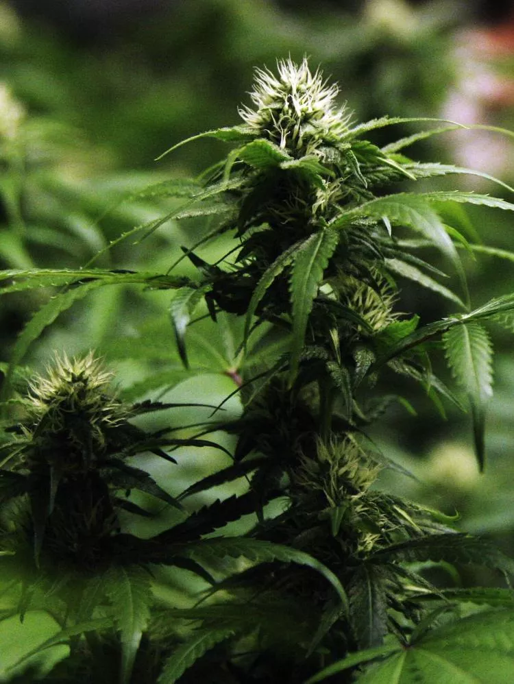 court was hearing after arrest bail petition of a man accused of drug peddling and possession of 1 25kg hashish photo reuters court was hearing after arrest bail petition of a man accused of drug peddling and possession of 1 25kg hashish photo reuters