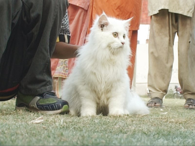 pet show pets can help us appreciate life better pet show pets can help us appreciate life better