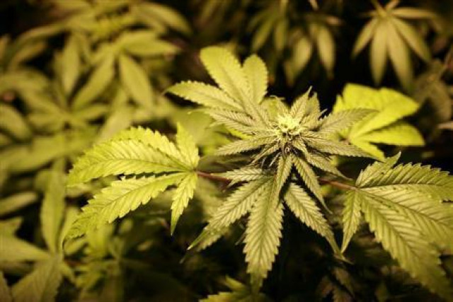 police seized 10 000 plants with an estimated street value of five million euros photo reuters police seized 10 000 plants with an estimated street value of five million euros photo reuters