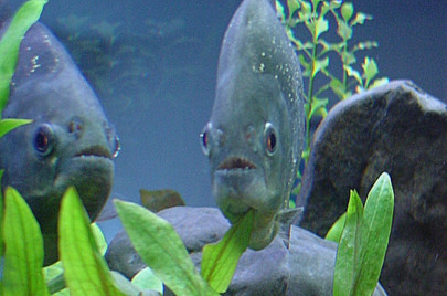 biting fish injure more than 70 bathers in argentina