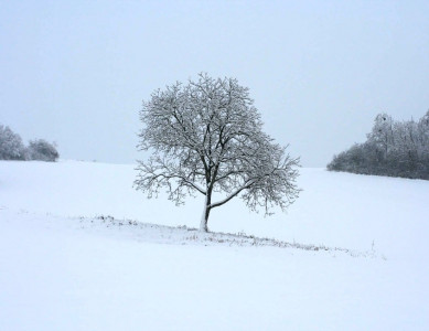 winter worry unexpected snowfall rakes in trouble for tribesmen