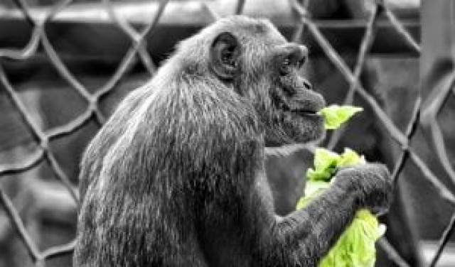 pakistan needs to implement laws on mistreatment of animals and fine zoos for neglect photo file pakistan needs to implement laws on mistreatment of animals and fine zoos for neglect photo file