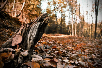 minor rainforest clearing major climate effect study