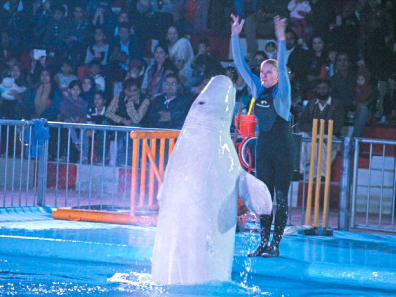 stephen the beluga l performs along with ukrainian trainer inga strekach r during the show at the maritime museum in karachi photo ayesha mir express