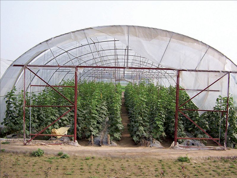 the per acre yield of vegetables cultivated in the tunnels was much higher than in traditional farming says farmers