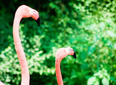 fowl play three flamingos stolen from laal sohanra park