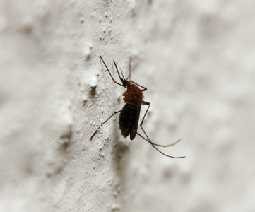 fatal disease one dead two diagnosed with dengue fever