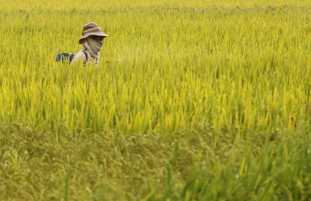 a farmer sprays pesticide on a rice paddy field photo reuters a farmer sprays pesticide on a rice paddy field photo reuters