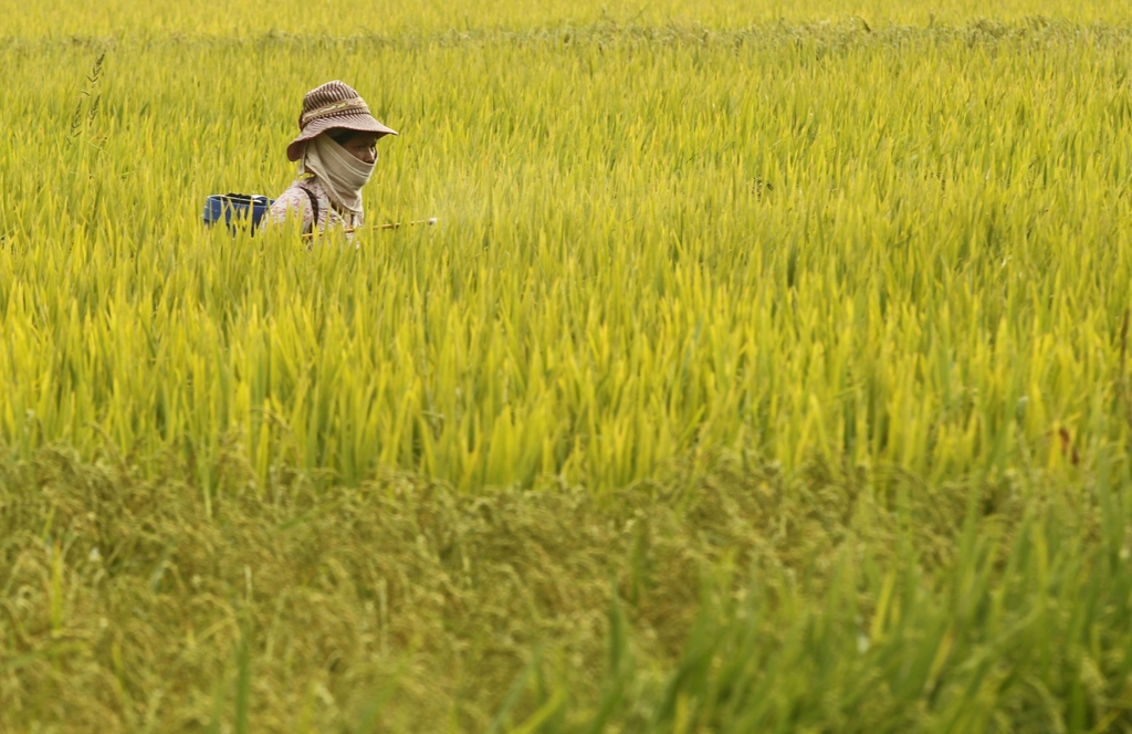 a farmer sprays pesticide on a rice paddy field photo reuters