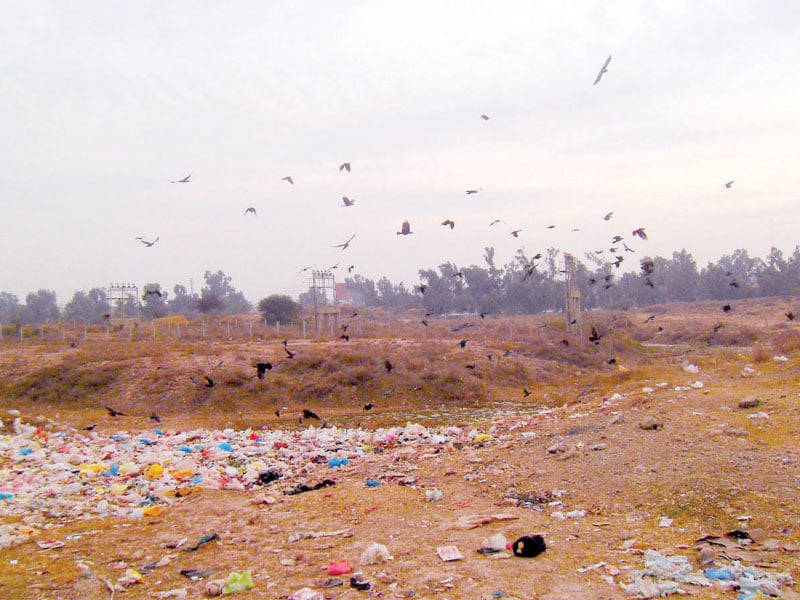 garbage dumps near the airport attract many scavenging birds which in turn hit planes and force them to make emergency landings photo kashif abbasi