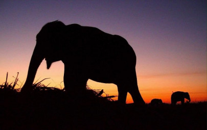 court seeks report on plight of elephants