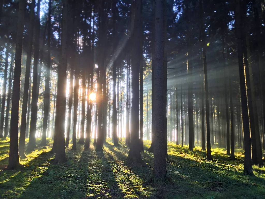 the campaign aims to create a healthy environment and address the shortage of forests in the province photo file the campaign aims to create a healthy environment and address the shortage of forests in the province photo file
