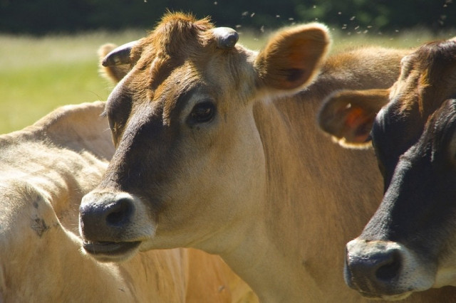 kumiko mikajiri was sentenced to 34 months in prison for inflating cattle count in cow ownership scheme photo file kumiko mikajiri was sentenced to 34 months in prison for inflating cattle count in cow ownership scheme photo file