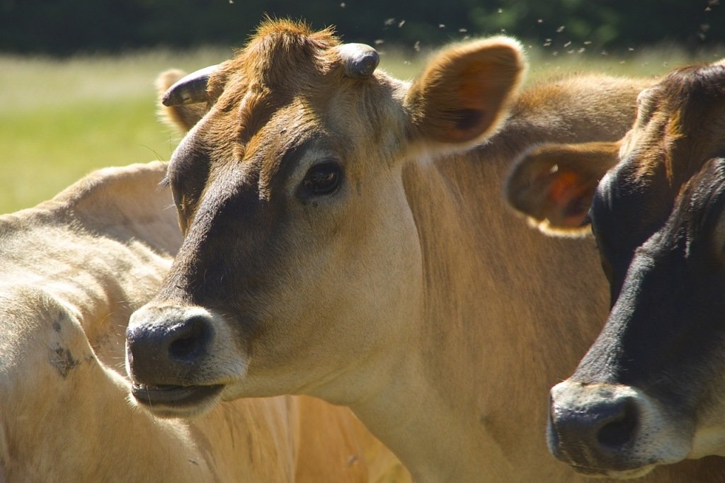 kumiko mikajiri was sentenced to 34 months in prison for inflating cattle count in cow ownership scheme photo file