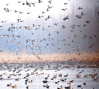 migratory birds can be seen flocking into a lake in kashmir photo file migratory birds can be seen flocking into a lake in kashmir photo file