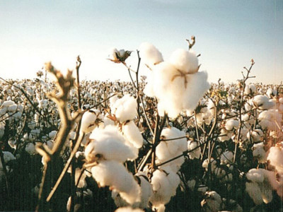 high yielding seeds companies push for bt cotton in pakistan