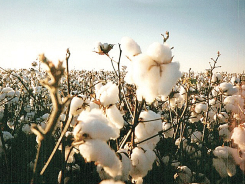 inadequate legal cover has been a major challenge in launching of bt cotton certification for the private seed sector says syed muhammad nasir ali photo file