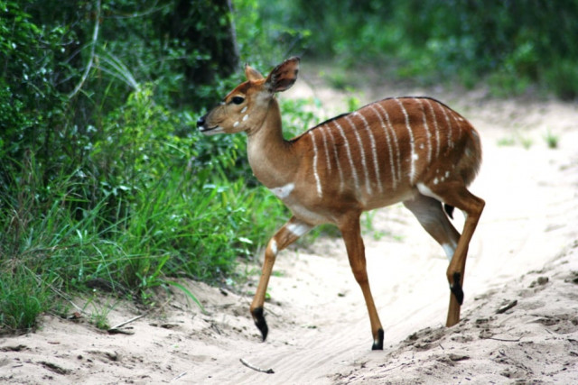 stray deer rescued stray deer rescued