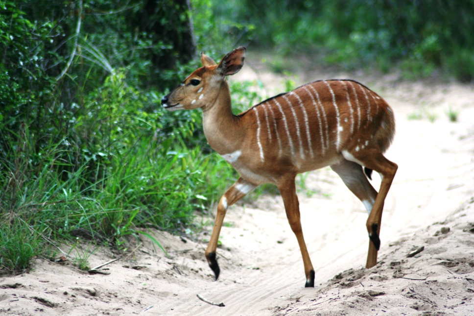 stray deer rescued