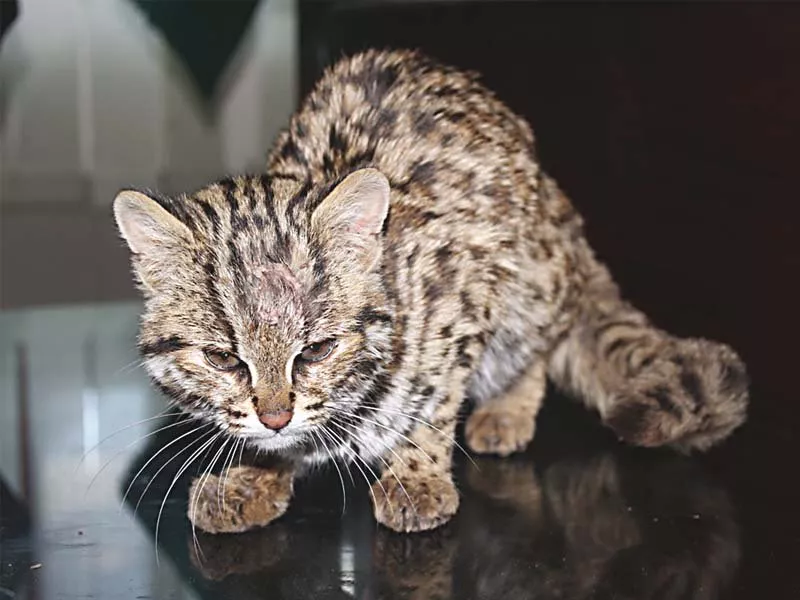 the snow leopard panthera uncia is capable of killing prey three times its weight photo express the snow leopard panthera uncia is capable of killing prey three times its weight photo express