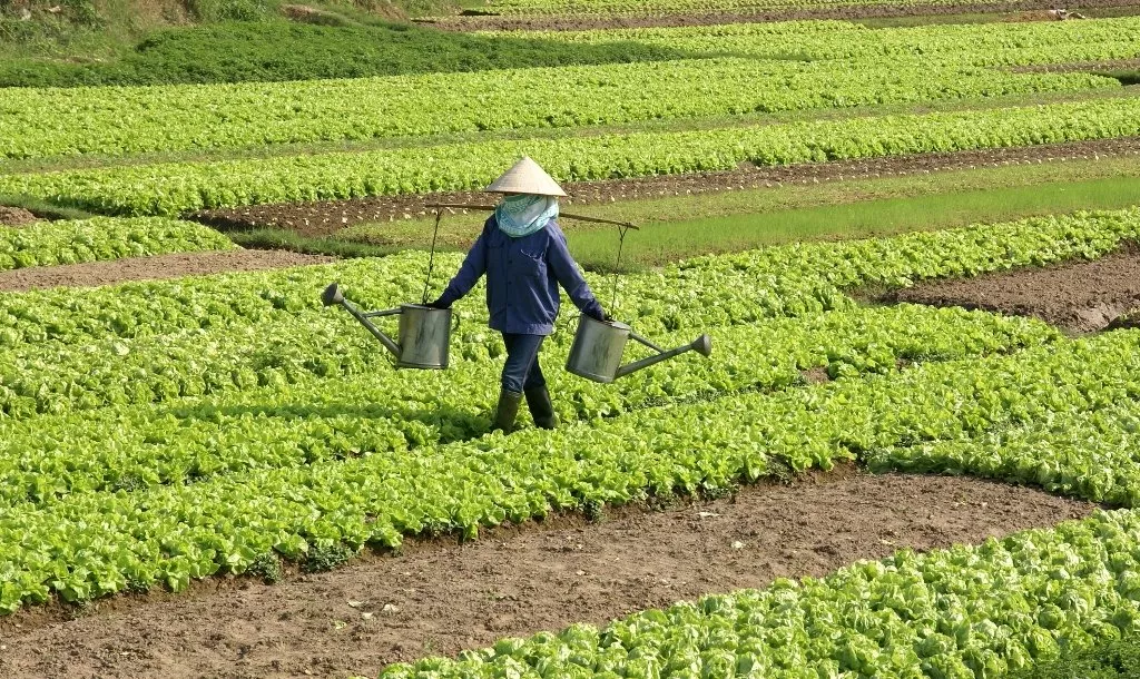agriculturists and traders have urged research institutes to play their role in improving agricultural productivity as per acre yield in pakistan was quite low photo file agriculturists and traders have urged research institutes to play their role in improving agricultural productivity as per acre yield in pakistan was quite low photo file