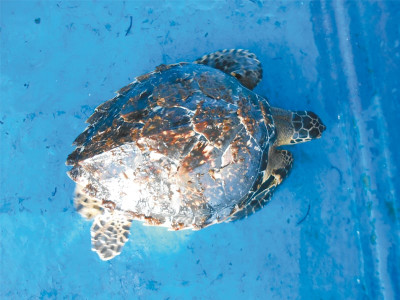 endangered marine turtle surfaces in pakistan donatello yet to arrive