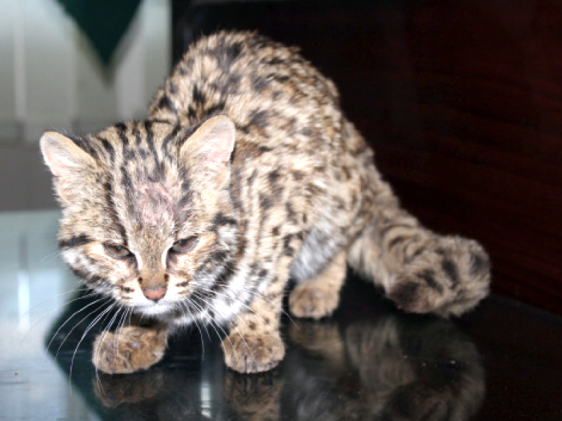 the cub was hit on the head with a stone when it attacked livestock photo express