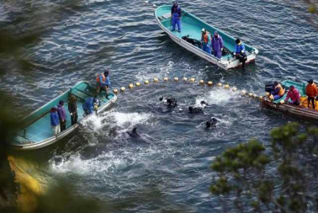 fishermen in wetsuits hunt dolphins at a cove in taiji western japan photo reuters fishermen in wetsuits hunt dolphins at a cove in taiji western japan photo reuters