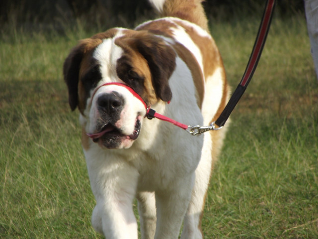 she took body parts to train her cadaver dog photo file she took body parts to train her cadaver dog photo file