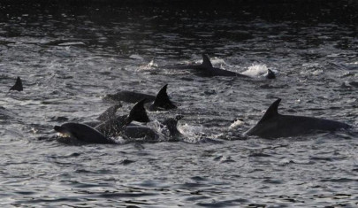 japan fishermen take cover to slaughter dolphins in face of western criticism