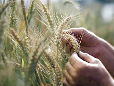 4 000 students join wheat sowing drive