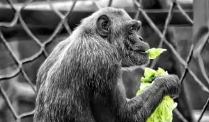 climate does not suit some animals enclosures built unlike natural habitats photo file climate does not suit some animals enclosures built unlike natural habitats photo file