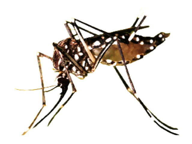 rise in temperatures will see dengue larva breeding also increase photo file rise in temperatures will see dengue larva breeding also increase photo file