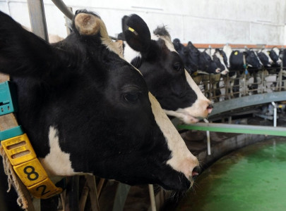 flatulent cows start fire at german dairy farm   police