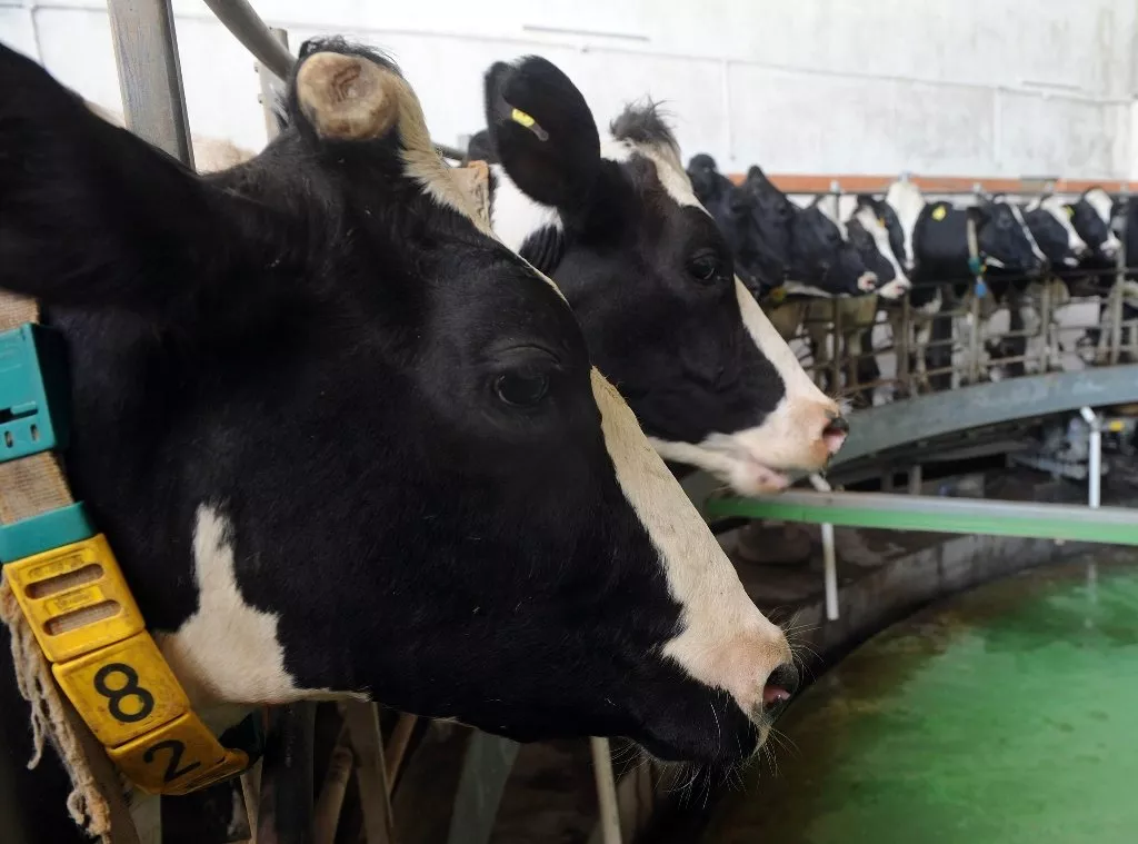 file photo of cows photo afp file photo of cows photo afp