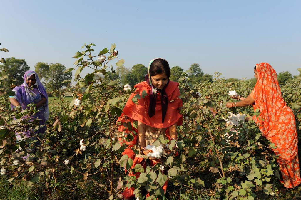 the federal govt in collaboration with the provincial agriculture departments has already started the clean cotton picking programme photo afp file