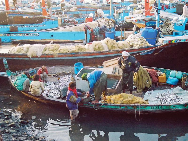 port facilities are necessary for increase in seafood production photo arif soomro express port facilities are necessary for increase in seafood production photo arif soomro express