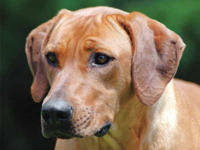 faithful companion puppy love faithful companion puppy love