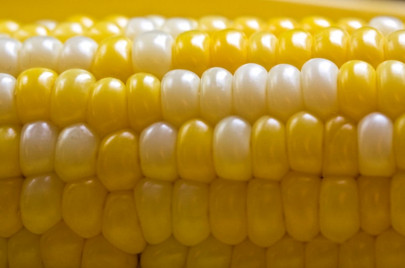 maize cultivation urged