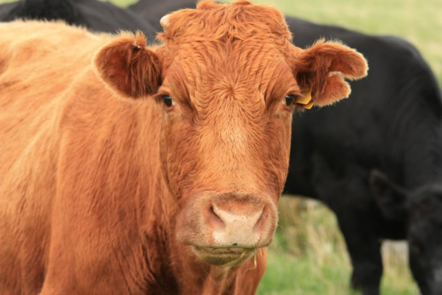 say 700 cattle stolen in the last month photo file say 700 cattle stolen in the last month photo file