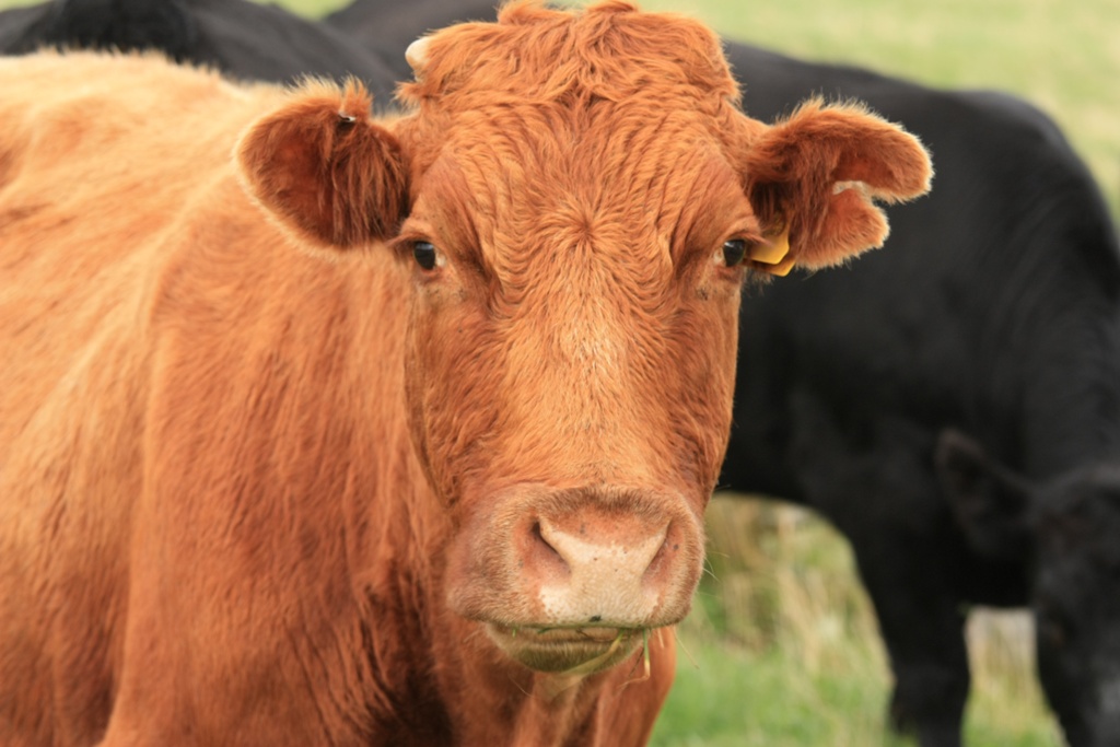 say 700 cattle stolen in the last month photo file