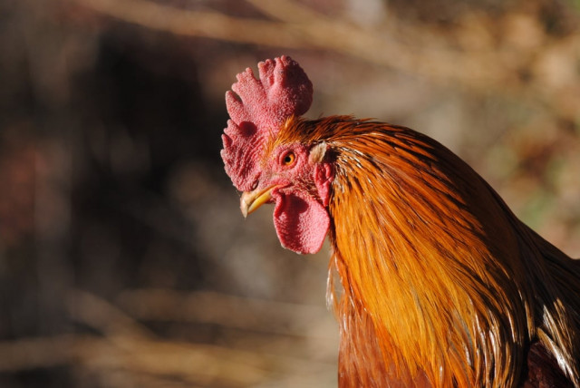 police say they recovered dead poultry stocked photo file police say they recovered dead poultry stocked photo file