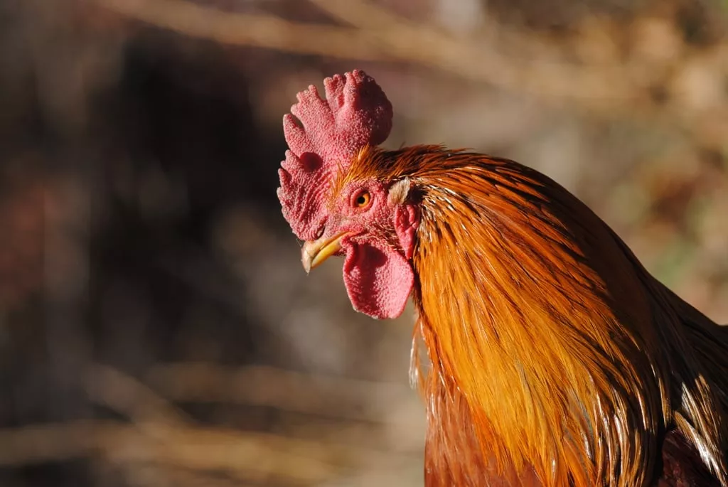 police say they recovered dead poultry stocked photo file
