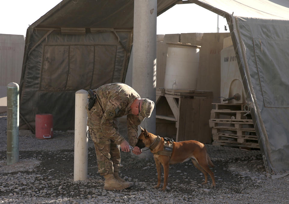 file photo showing a us soldier giving his guard dog water at the kandahar air base photo reuters