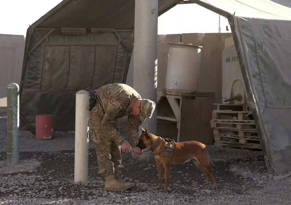 file photo showing a us soldier giving his guard dog water at the kandahar air base photo reuters file photo showing a us soldier giving his guard dog water at the kandahar air base photo reuters