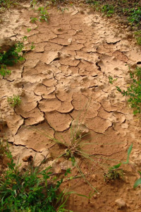 cholistan ponds drying up cholistan ponds drying up