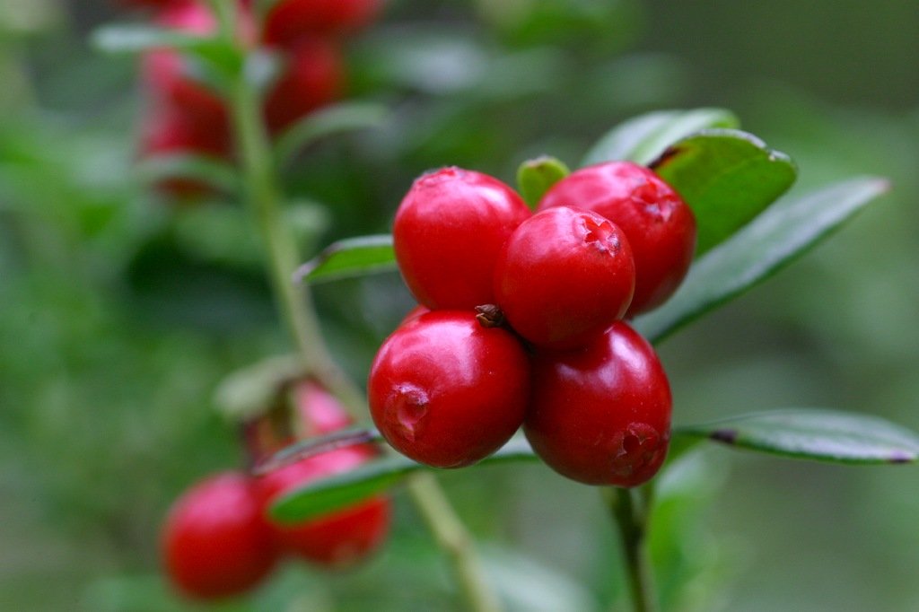 file photo of lingonberries which help to keep your blood pressure low and decrease the risk of exposure to metabolic syndrome which leads to diseases like obesity and diabetes photo file