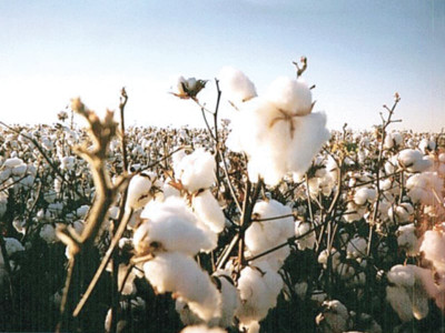 seeds unavailable farmers fail to find quality bt cotton varieties